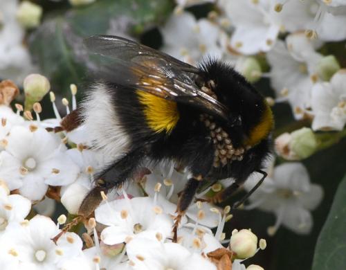 Bombus sp.
